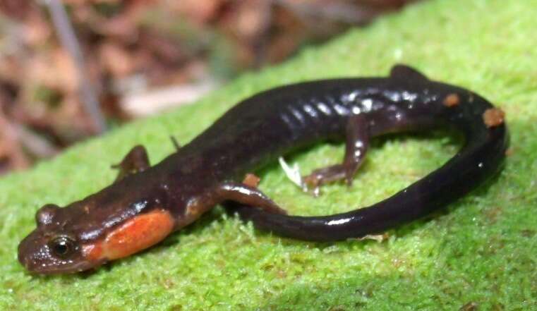 Image of Imitator Salamander