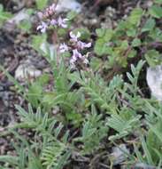 Sivun Astragalus hypoleucus Schau. kuva