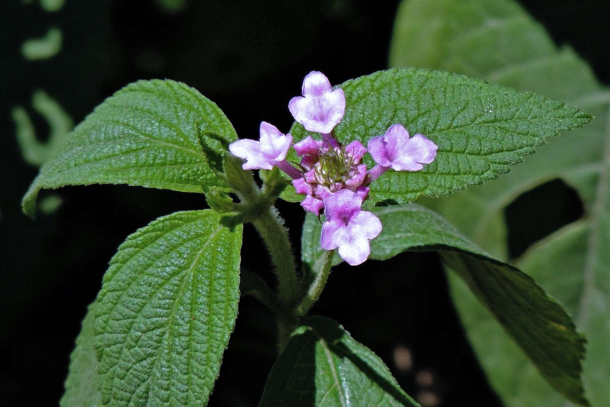 Image of threeleaf shrubverbena