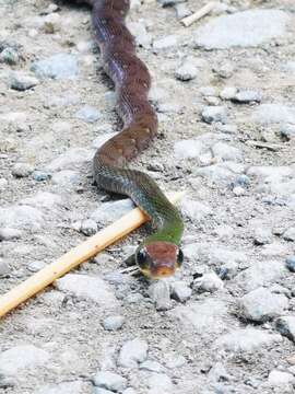 Image of South American Forest Racer