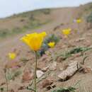 Image of Tulipa lehmanniana Merckl.