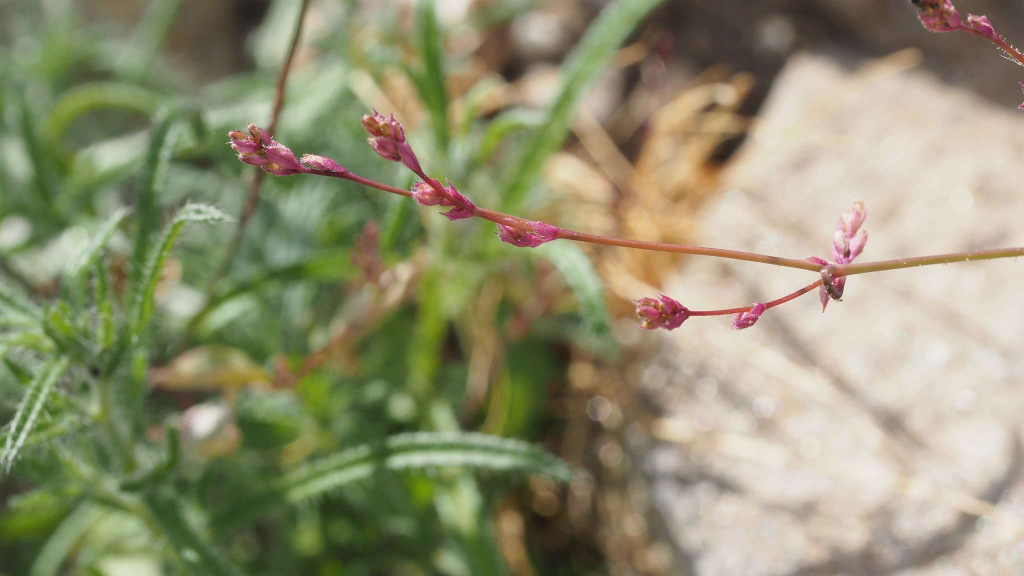 Imagem de Boerhavia triquetra S. Wats.