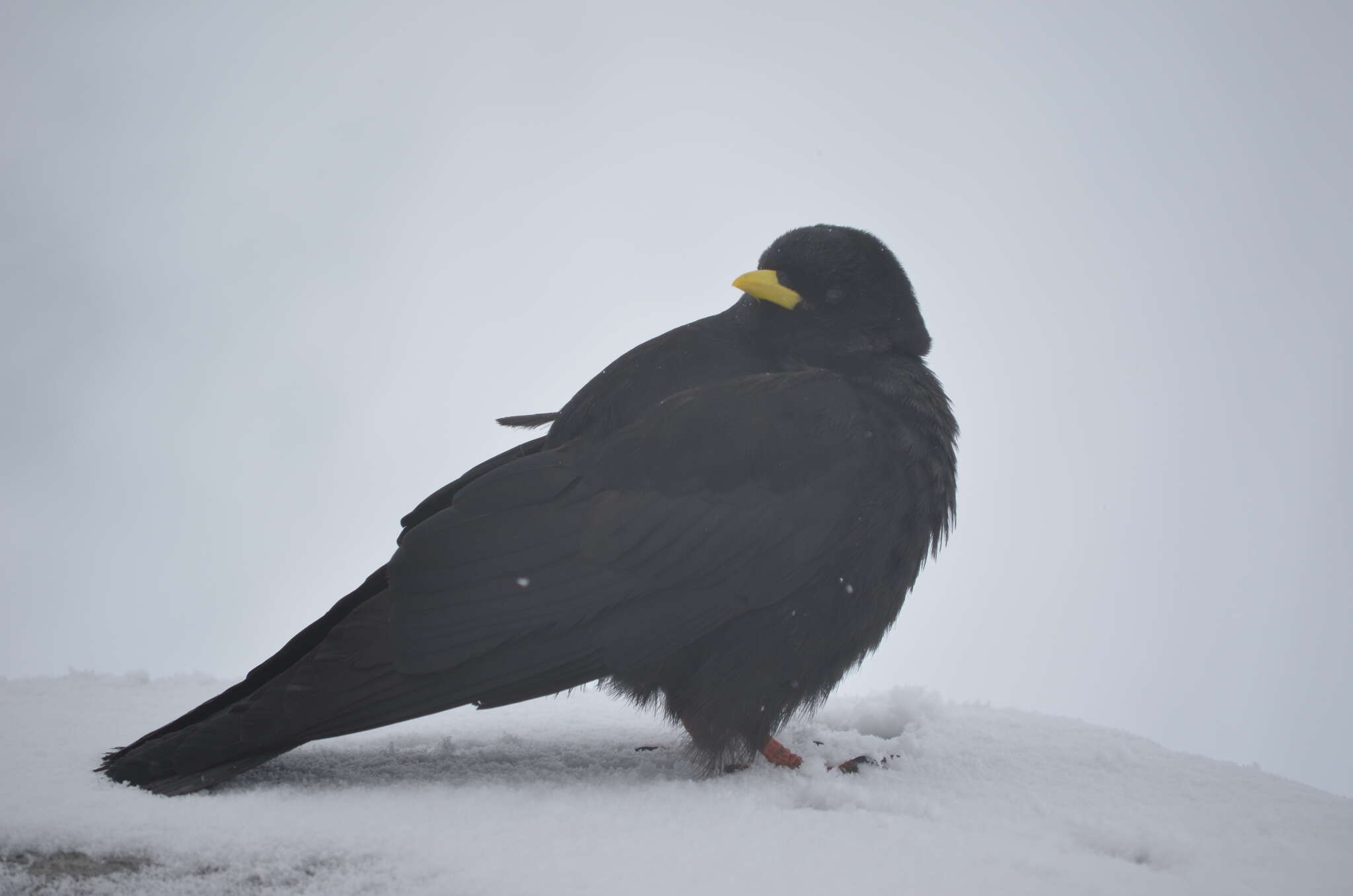 Image of Alpine Chough