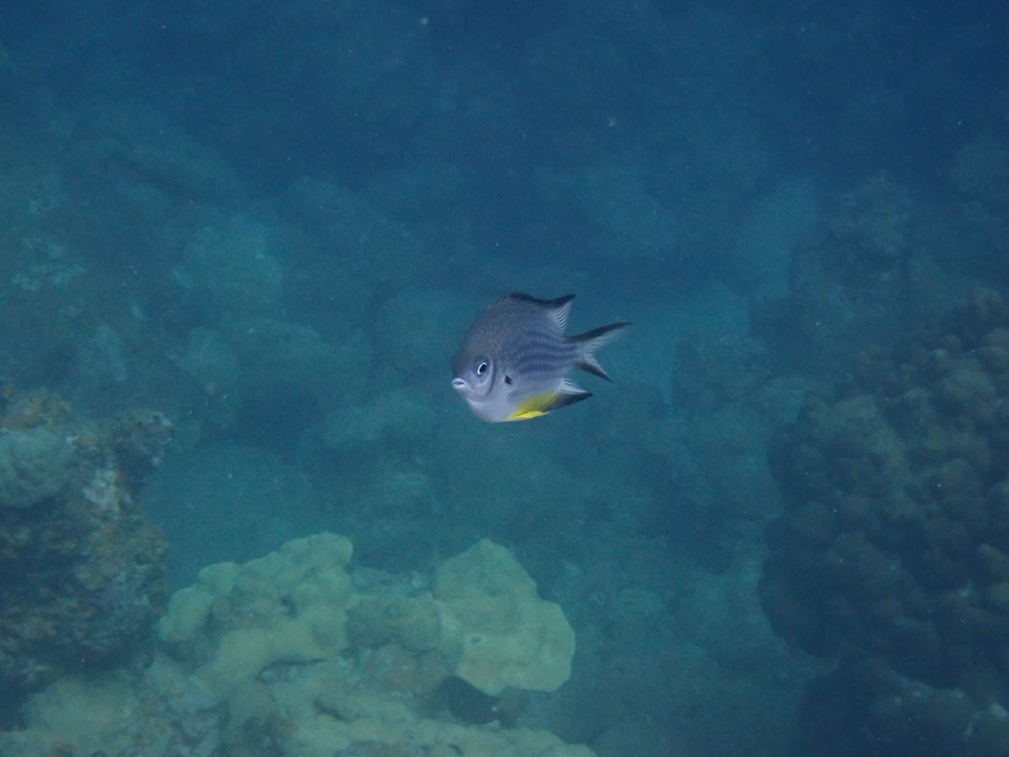 Image of White-belly damsel