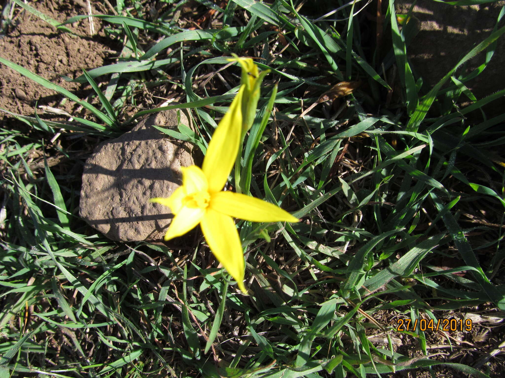 Image of Autumn Golden Star
