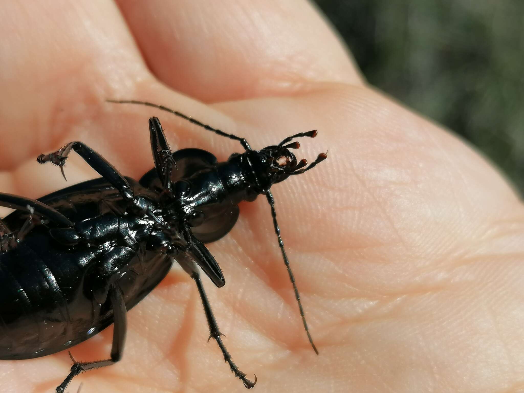 Image of Carabus (Macrothorax) rugosus Fabricius 1792