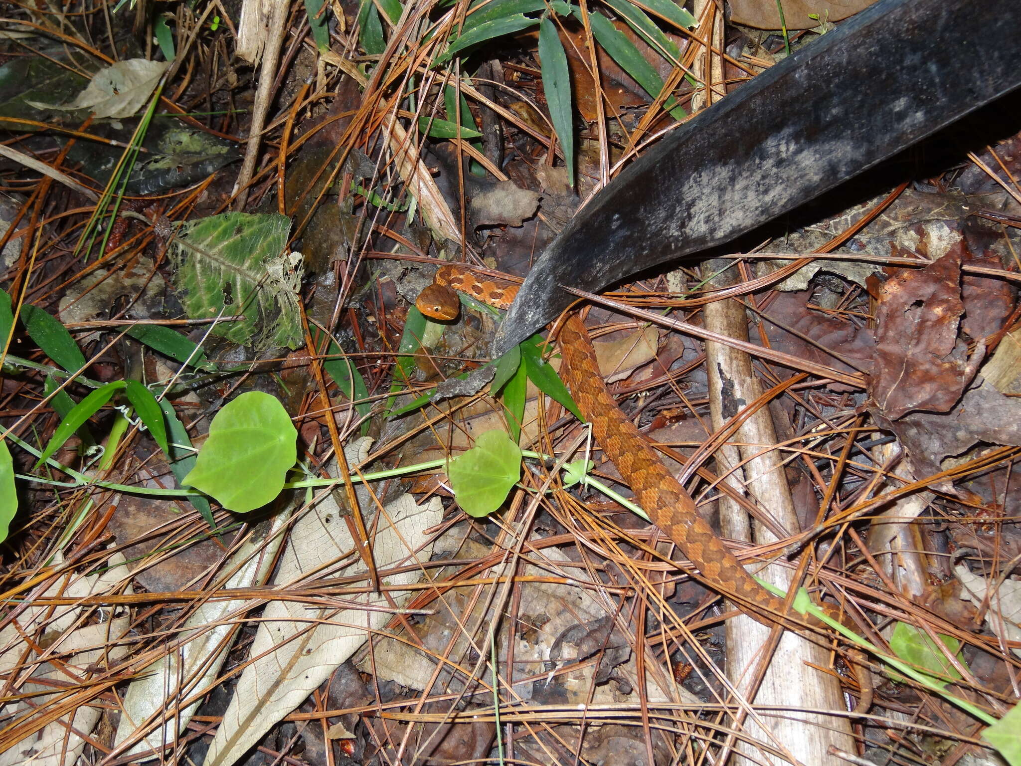 Image of Cerrophidion wilsoni Jadin, Townsend, Castoe & Campbell 2012