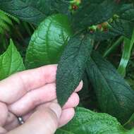 Image of Kohleria spicata (Kunth) Oerst.