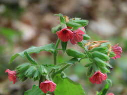 Image of Pulmonaria rubra Schott