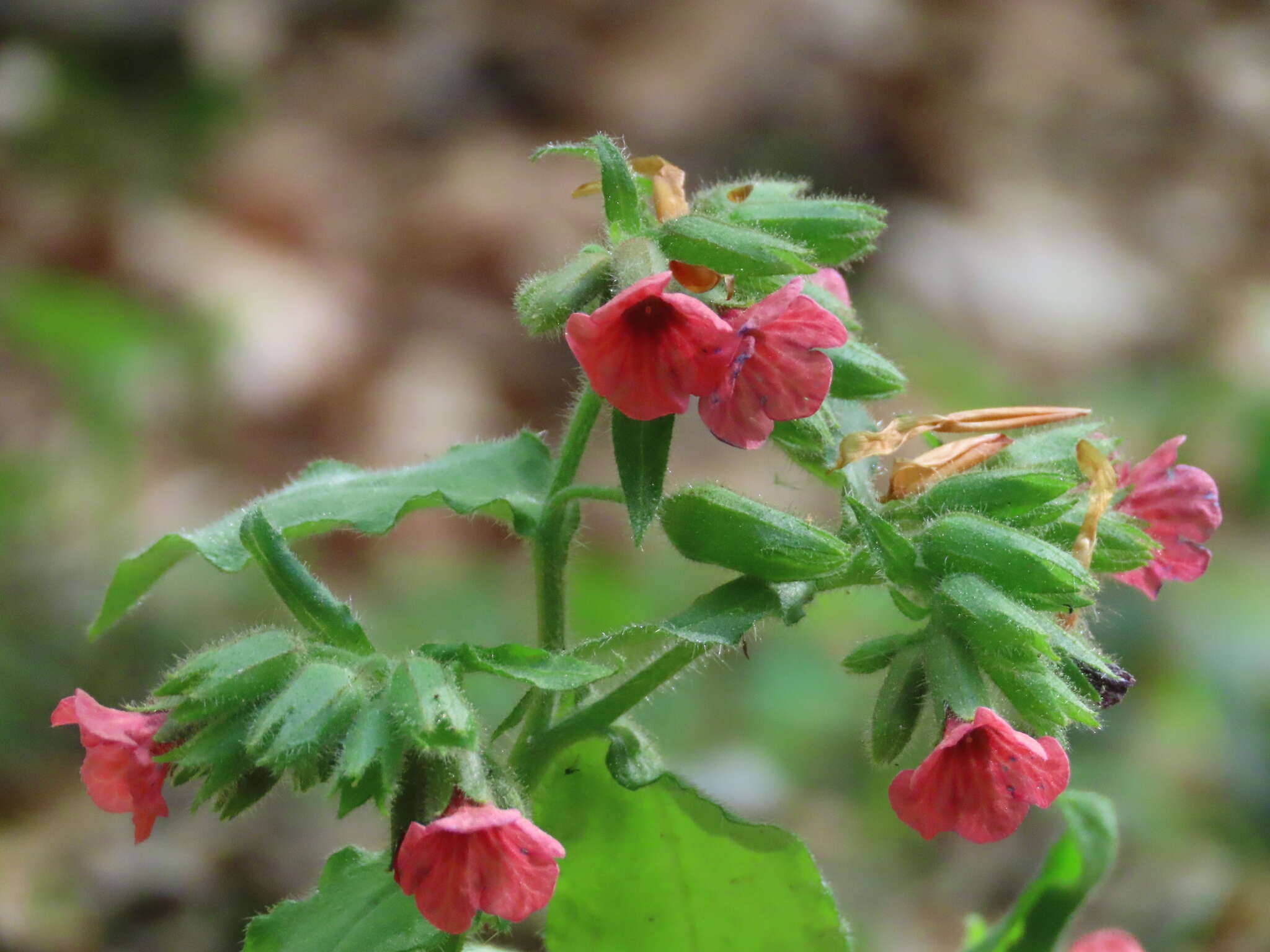 Plancia ëd Pulmonaria rubra Schott