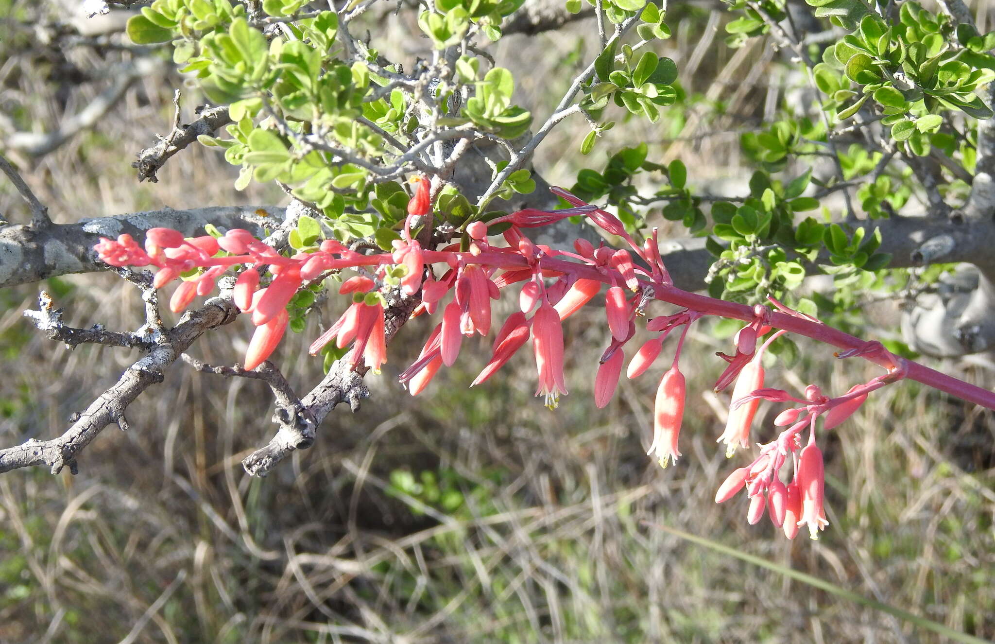 Image of redflower false yucca