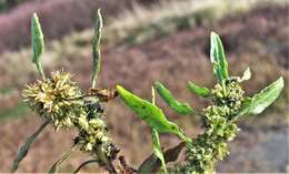 Imagem de Rumex persicarioides L.