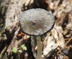 Imagem de Coprinopsis jonesii (Peck) Redhead, Vilgalys & Moncalvo 2001