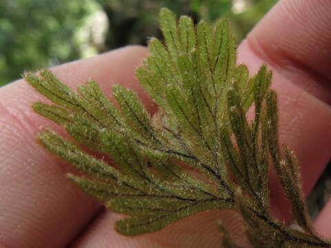 Image of Hymenophyllum aeruginosum (Poir.) Carm.