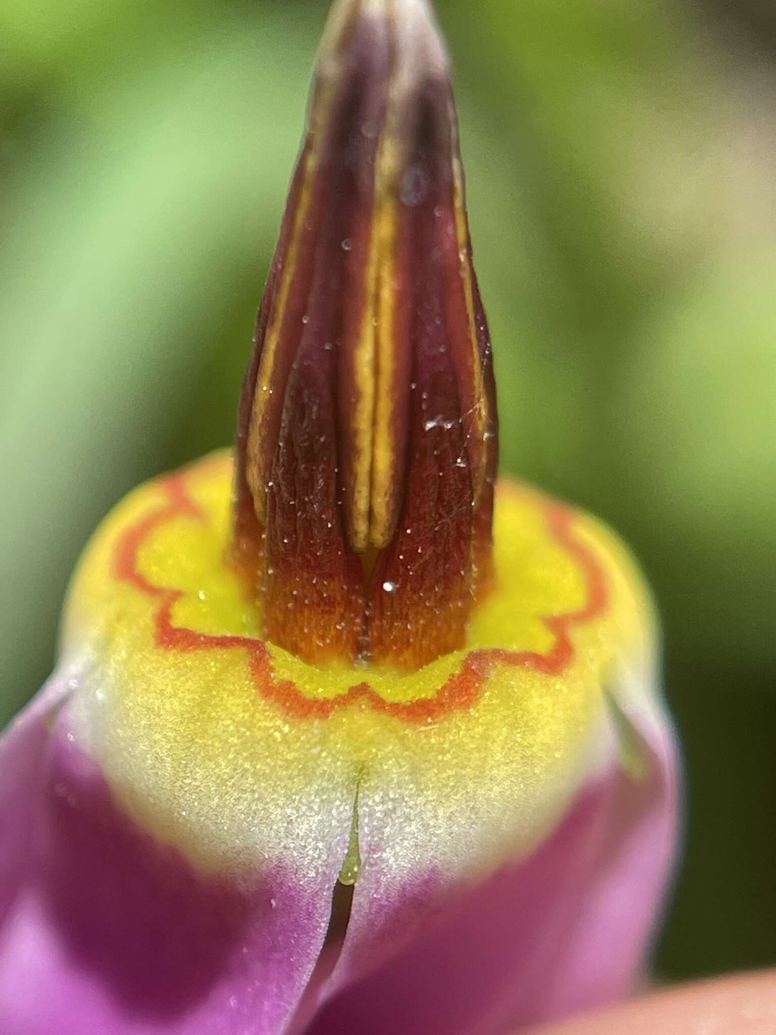 Plancia ëd Dodecatheon utahense (N. H. Holmgren) Reveal