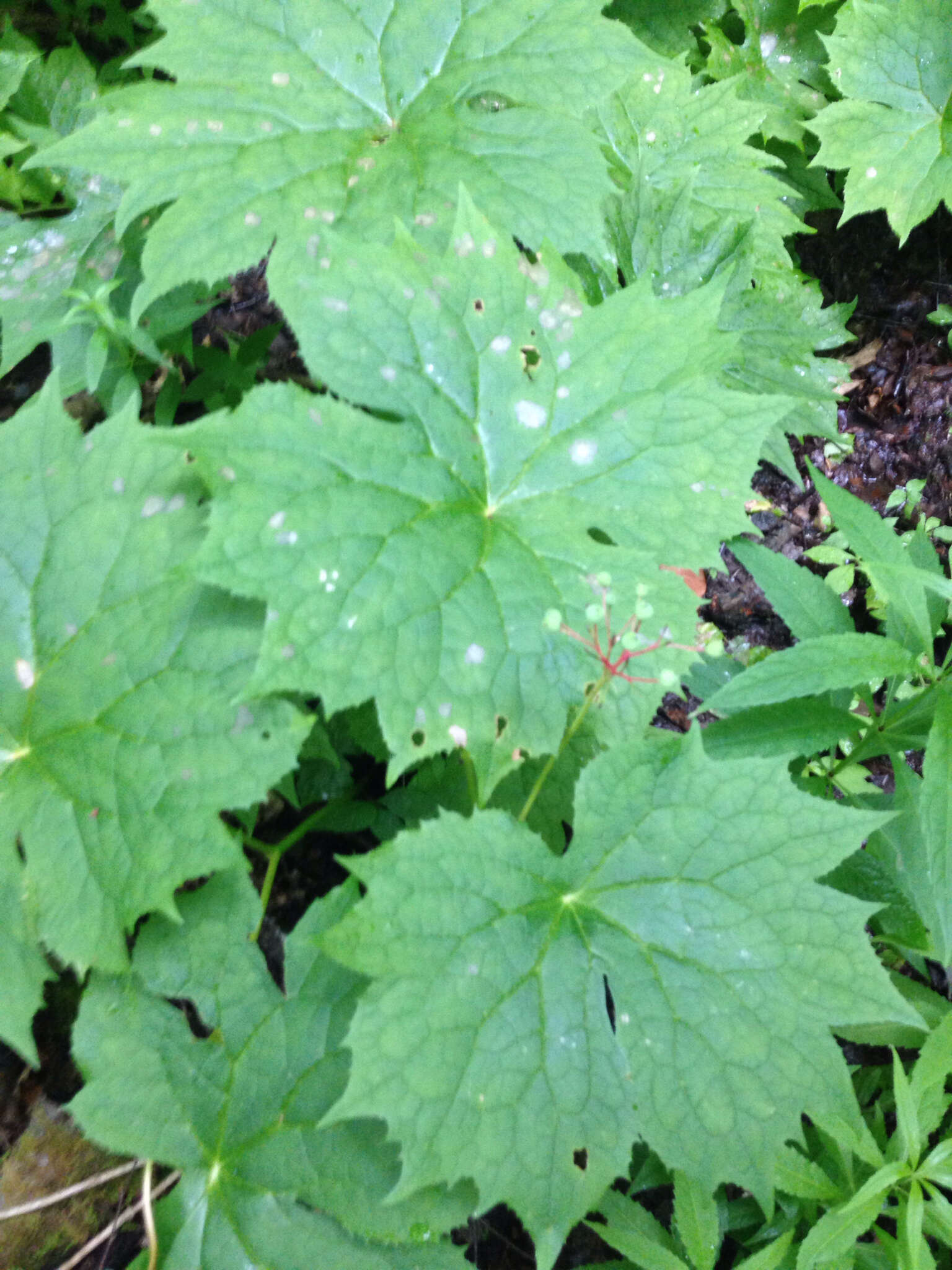 Image de Diphylleia cymosa Michx.