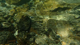 Image of Bluespot flathead