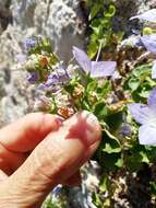 Image of Campanula isophylla Moretti