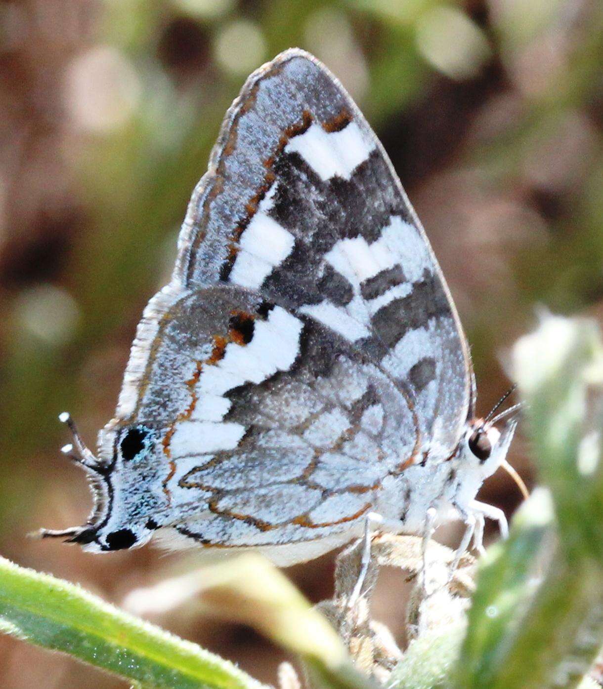 Image of Stugeta subinfuscata reynoldsi