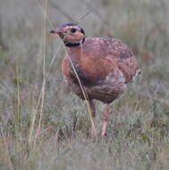 Imagem de Eupodotis senegalensis barrowii (Gray & JE 1829)