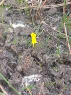 Image of horned bladderwort