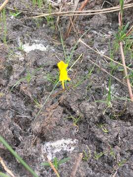 Image of horned bladderwort