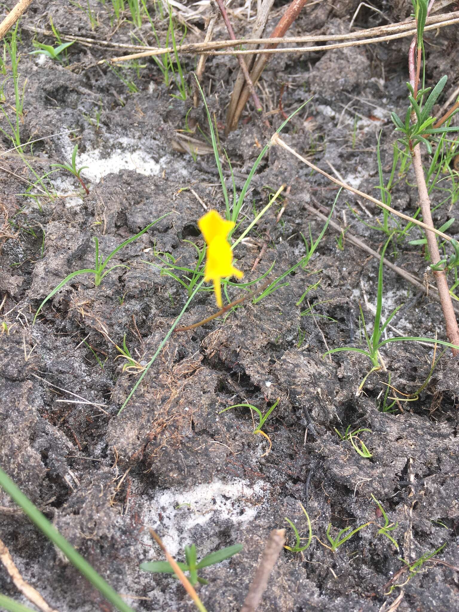 Image of horned bladderwort