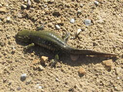 Image of Ambystoma mavortium nebulosum Hallowell 1853