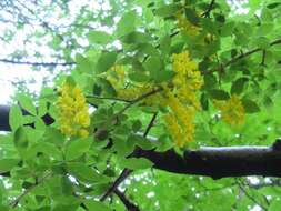 Plancia ëd Laburnum alpinum (Mill.) Bercht. & J. Presl