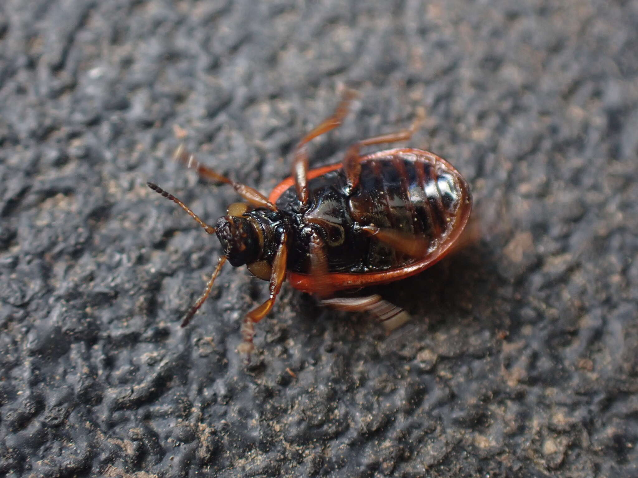 Image of Chrysomela (Macrolina) aeneicollis (Schaeffer 1928)