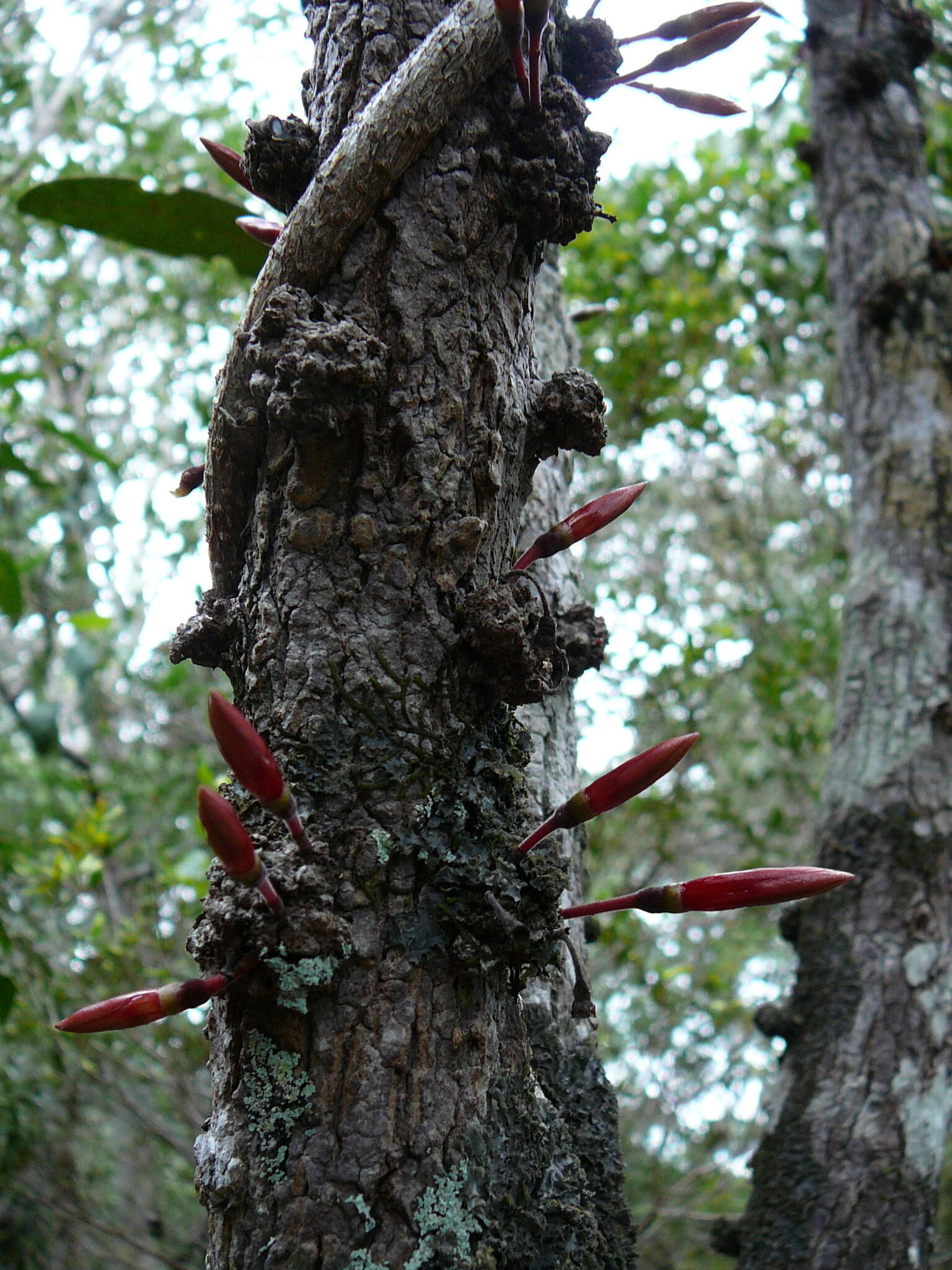 Image of Ixora margaretae (N. Hallé) Mouly & B. Bremer