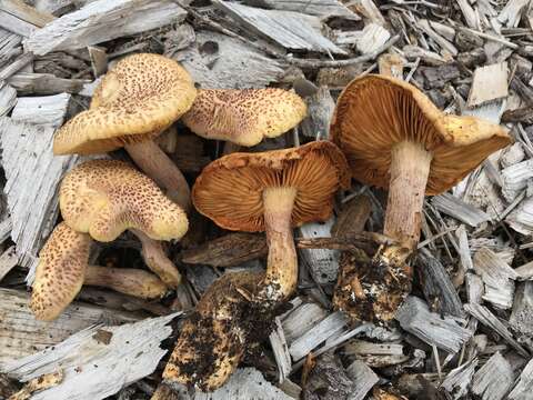 Image of Gymnopilus luteofolius (Peck) Singer 1951