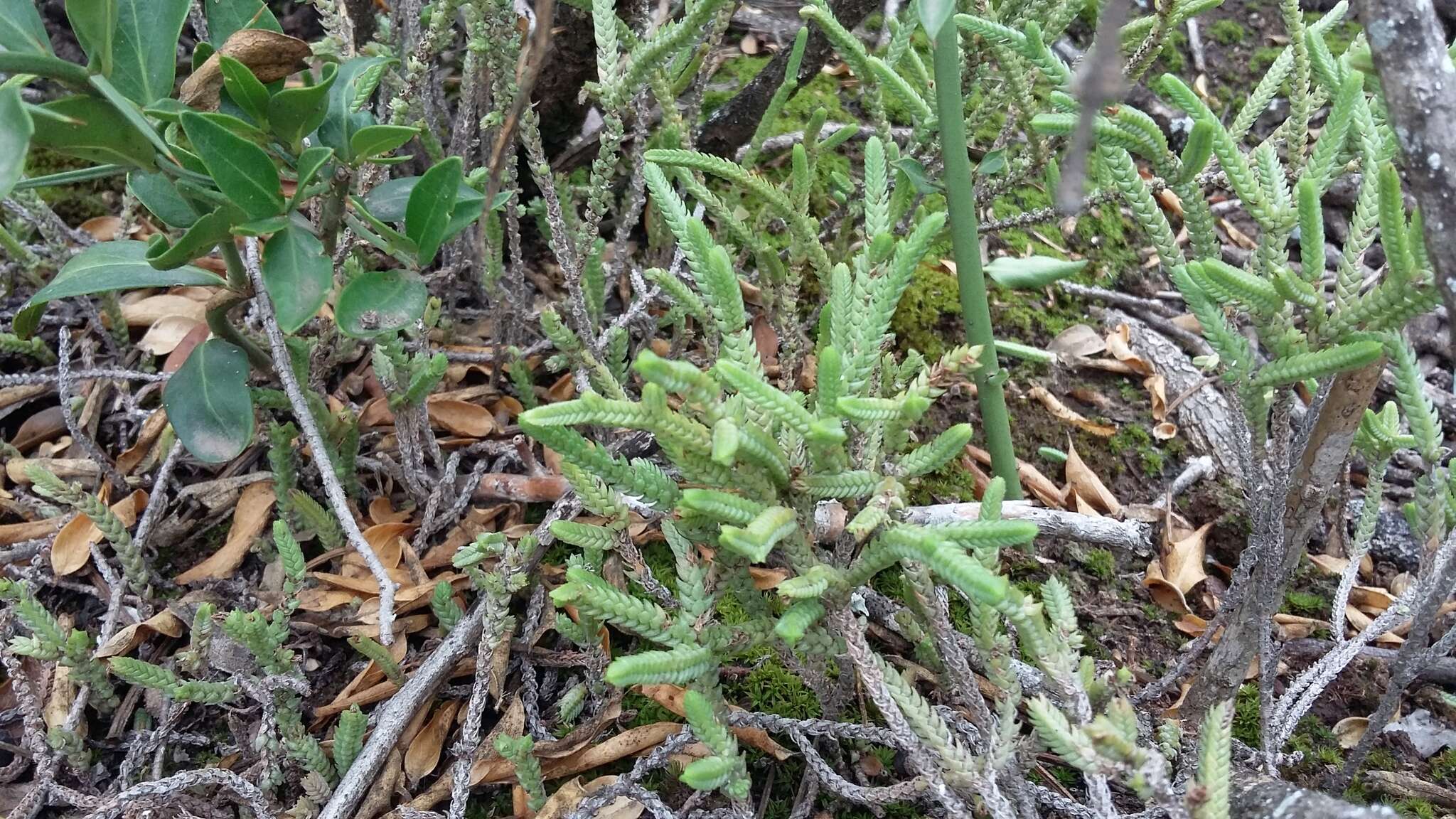 Слика од Crassula muscosa L.