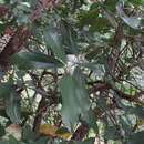 Image of Miconia carassana Cogn.