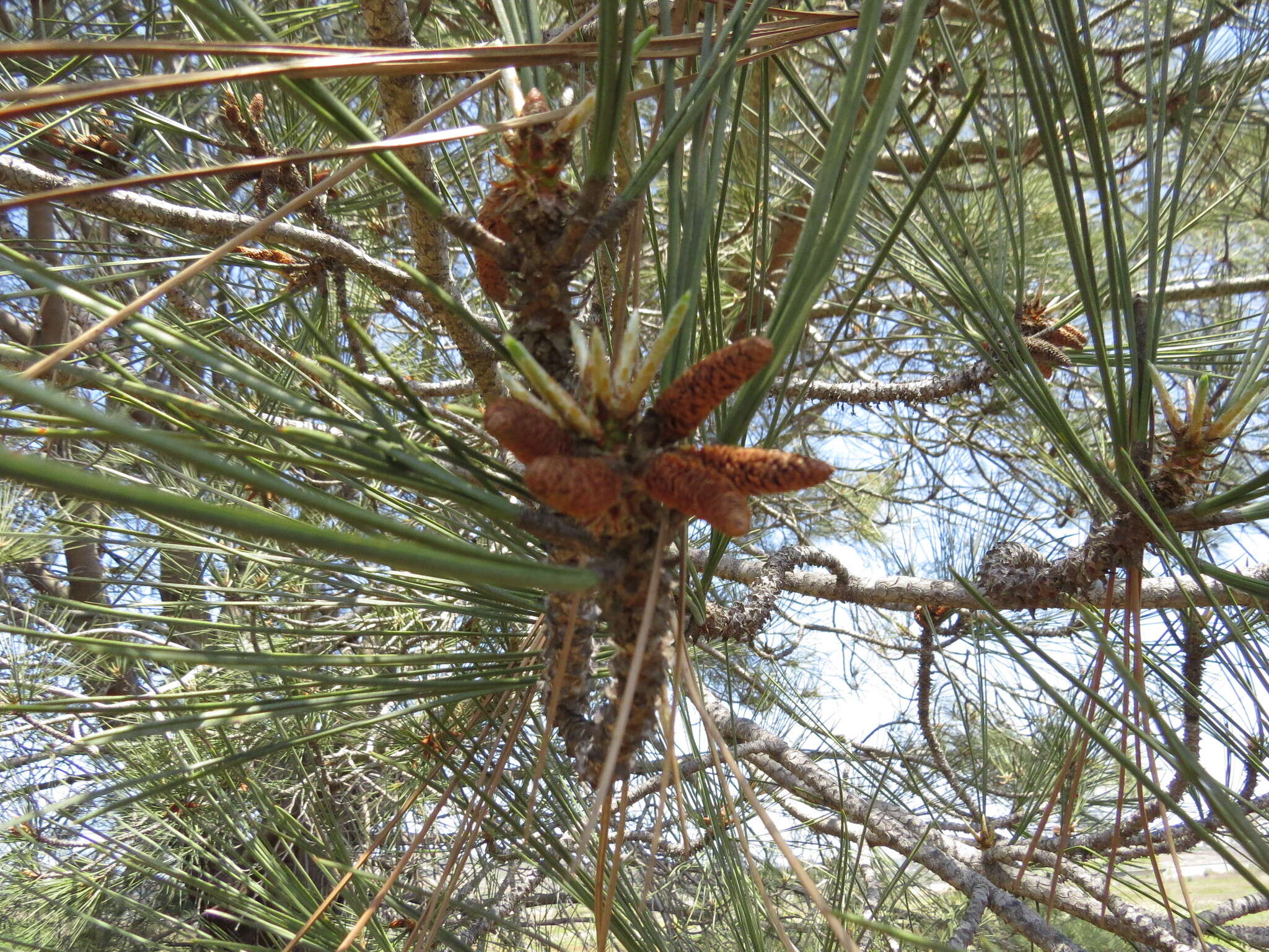 Image of Torrey pine