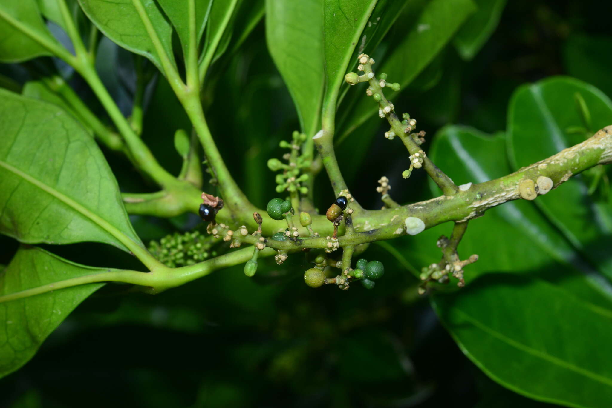 Image de Melicope triphylla (Lam.) Merr.