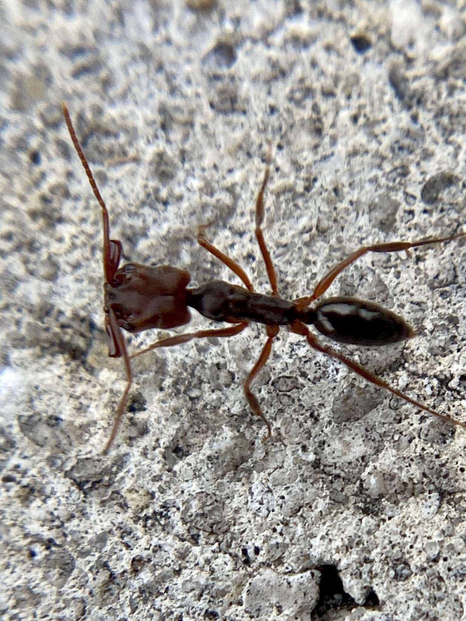 Image of Rough-node Snapping Ant