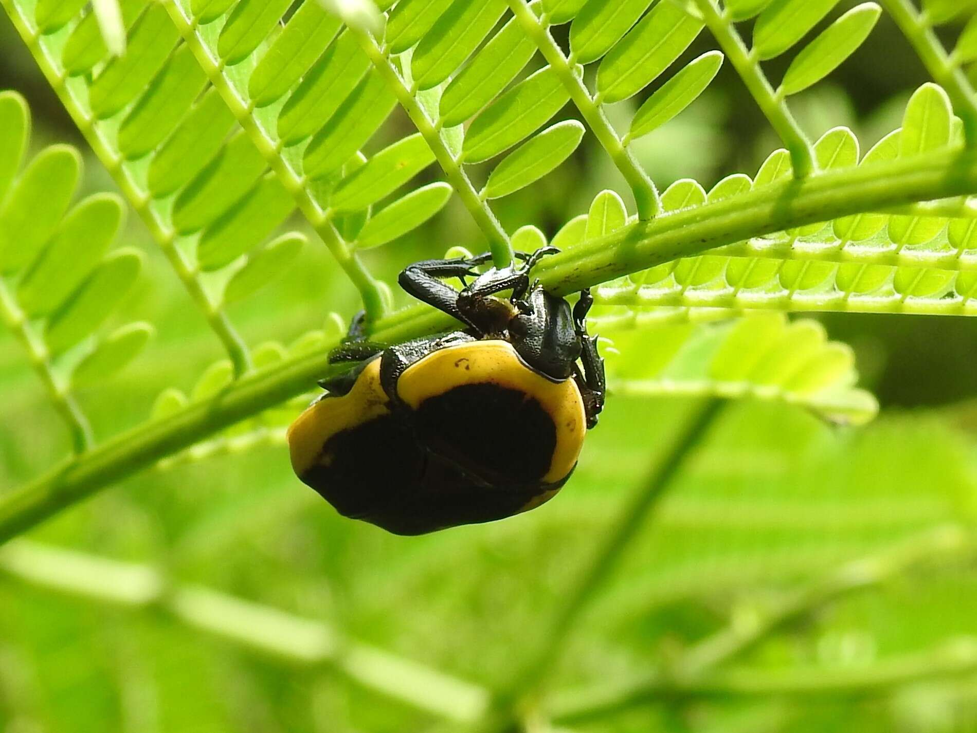 Image of Pachnoda marginata (Drury 1773)