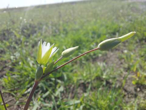 Plancia ëd Cerastium perfoliatum L.