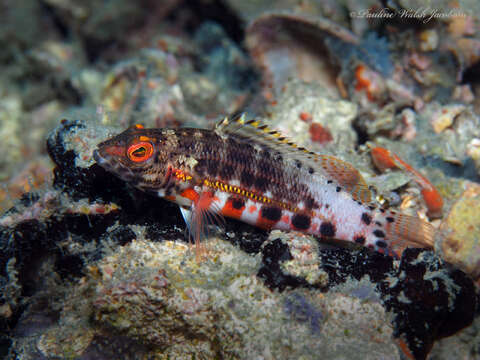 Imagem de Serranus baldwini (Evermann & Marsh 1899)