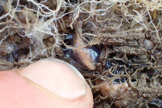 Image of New Zealand flatworm