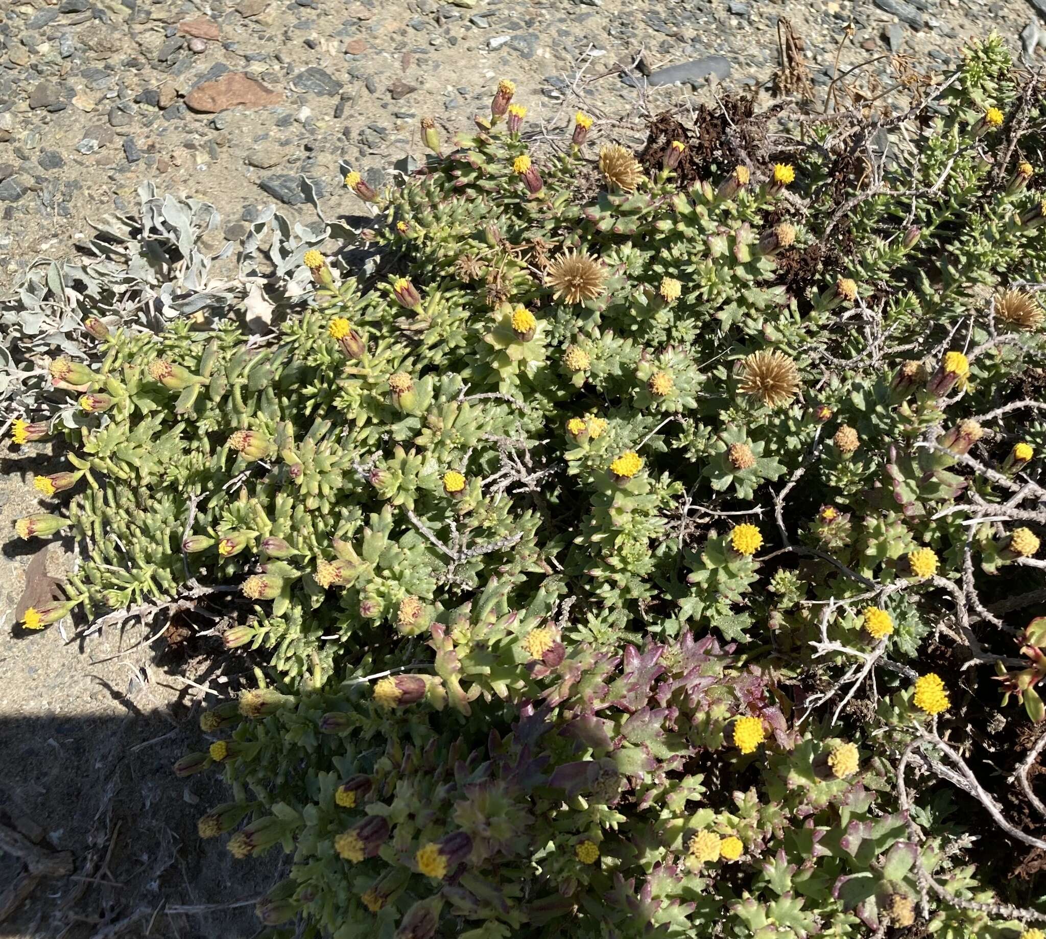 Image of Bajacalia tridentata (Benth.) Loockerman, B. L. Turner & R. K. Jansen