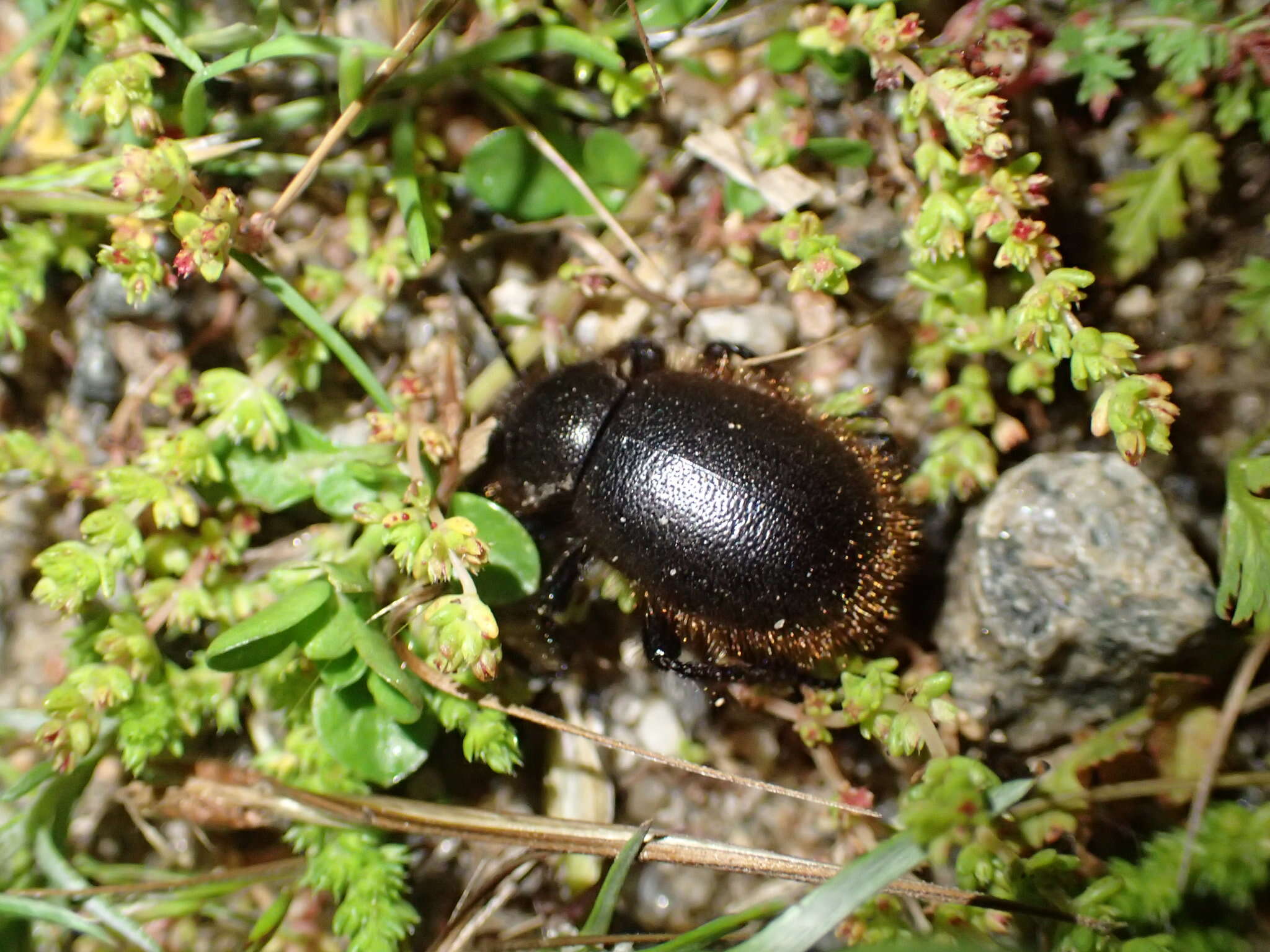 Image of Eleodes subgen. Cratidus Le Conte 1862