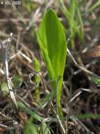 Image of Biarum angustatum (Hook. fil.) N. E. Br.