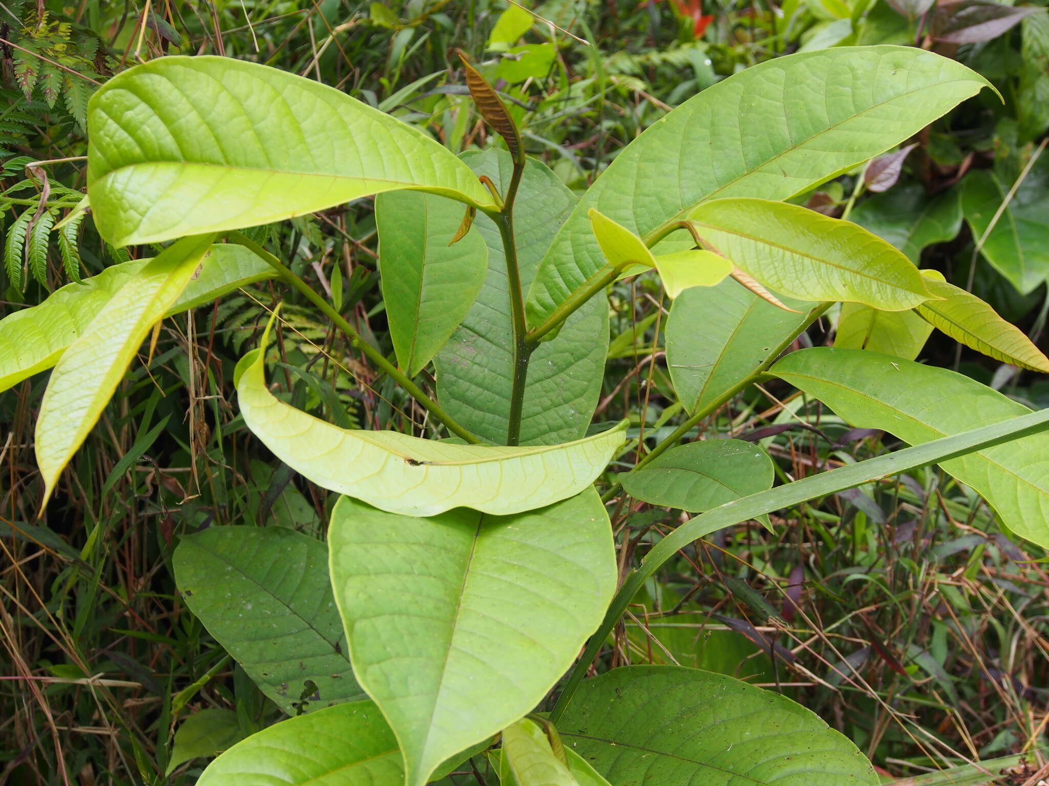 Guatteria aeruginosa Standl. resmi