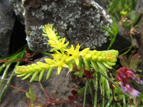 Image of Sierran Mock Stonecrop