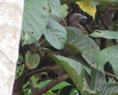 Image of Speckled Chachalaca