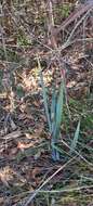 Image of Dianella prunina R. J. F. Hend.