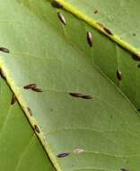 Image of Banana-shaped scale