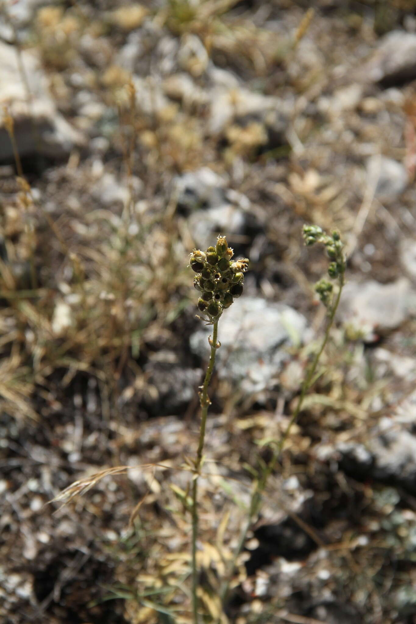 Imagem de Silene densiflora Dum.-Urville